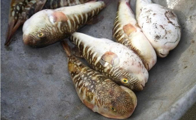 Tăng cường công tác truyền thông phòng, chống ngộ độc cá nóc