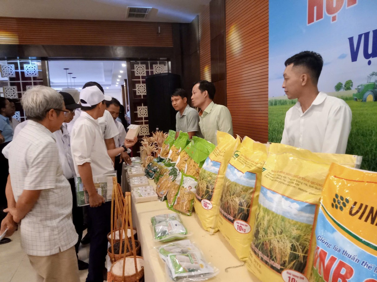 Quảng Trị: Giới thiệu các giống lúa cho vụ Đông - Xuân