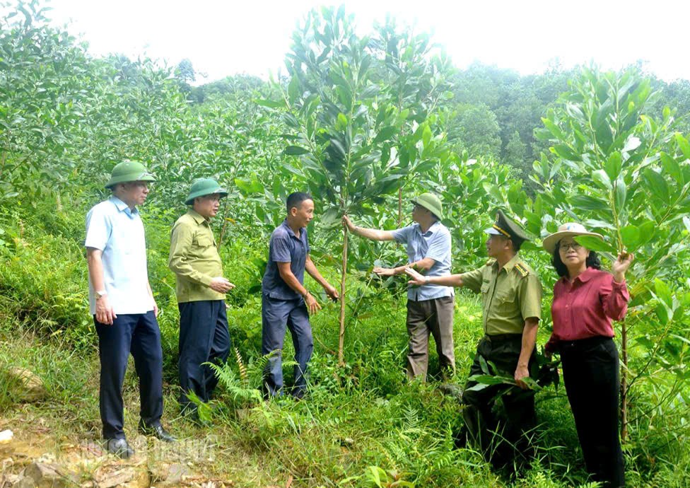 Gia Lai: Ban hành Quy chế hoạt động Ban Chỉ đạo Phát triển lâm nghiệp bền vững