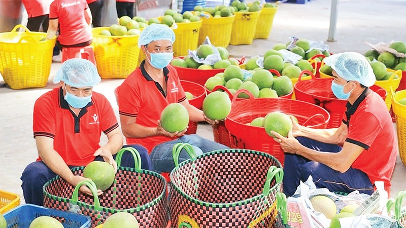 Bảy nguyên tắc cốt lõi của HACCP - Doanh nghiệp thực phẩm cần nắm chắc