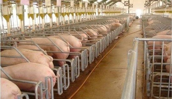 Ban hành Nghị quyết hỗ trợ khắc phục thiệt hại do dịch bệnh động vật Ban hành Nghị quyết hỗ trợ khắc phục thiệt hại do dịch bệnh động vật