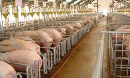 TP.HCM: Thúc đẩy chăn nuôi tuần hoàn, hướng đến nông nghiệp xanh phát thải thấp
