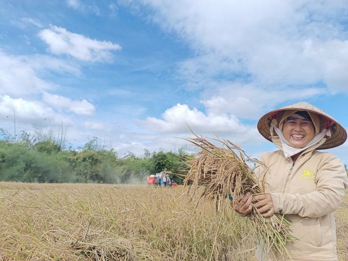 Đồng hành giúp dân vùng biên giới làm giàu nhờ trồng lúa theo phương pháp hữu cơ