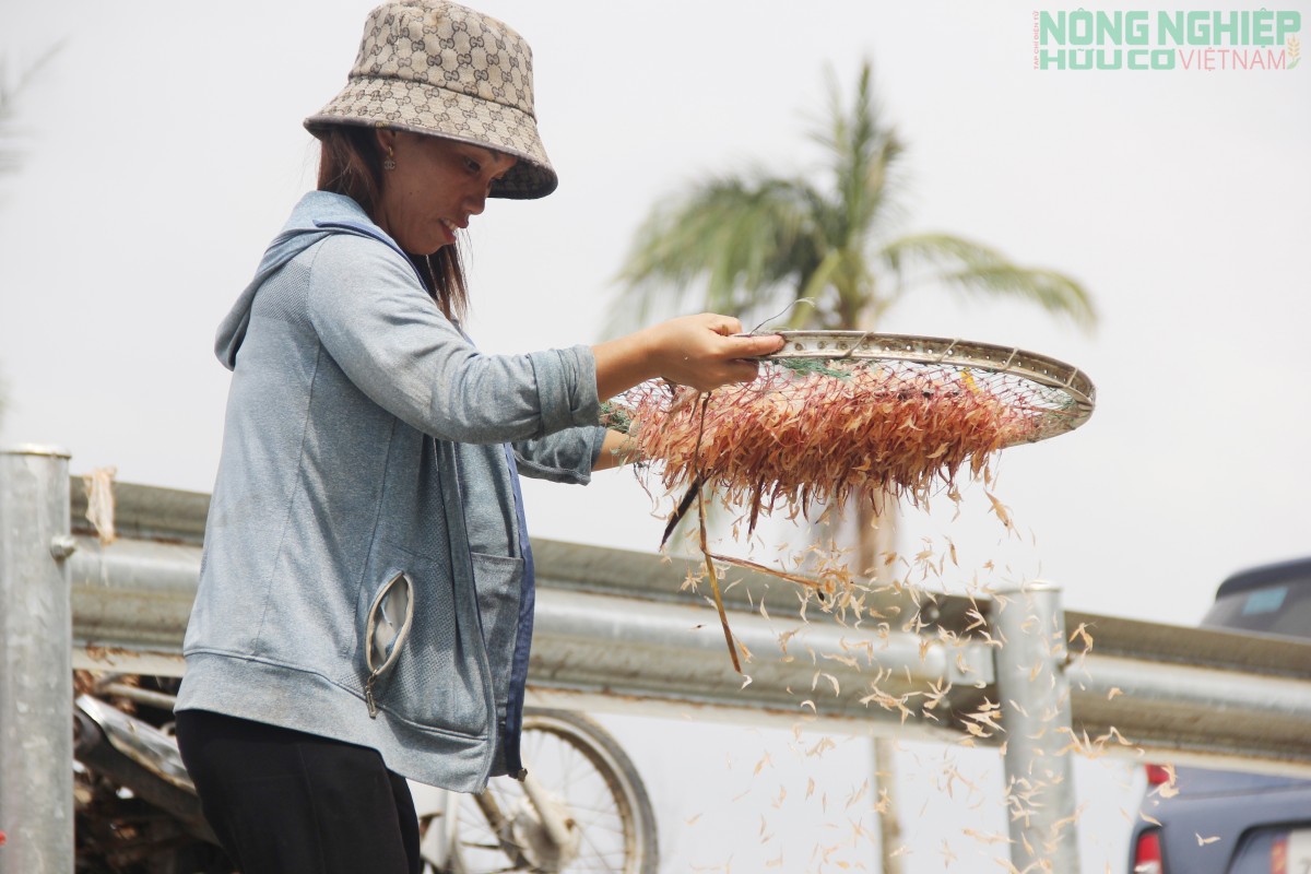 Ra khơi săn ruốc từ 3h sáng, ngư dân kiếm tiền triệu mỗi ngày