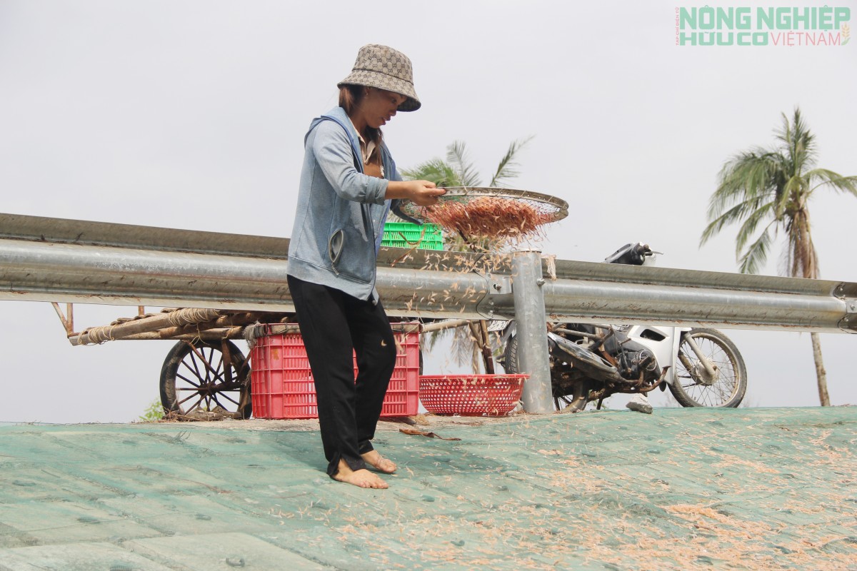 Ra khơi săn ruốc từ 3h sáng, ngư dân kiếm tiền triệu mỗi ngày