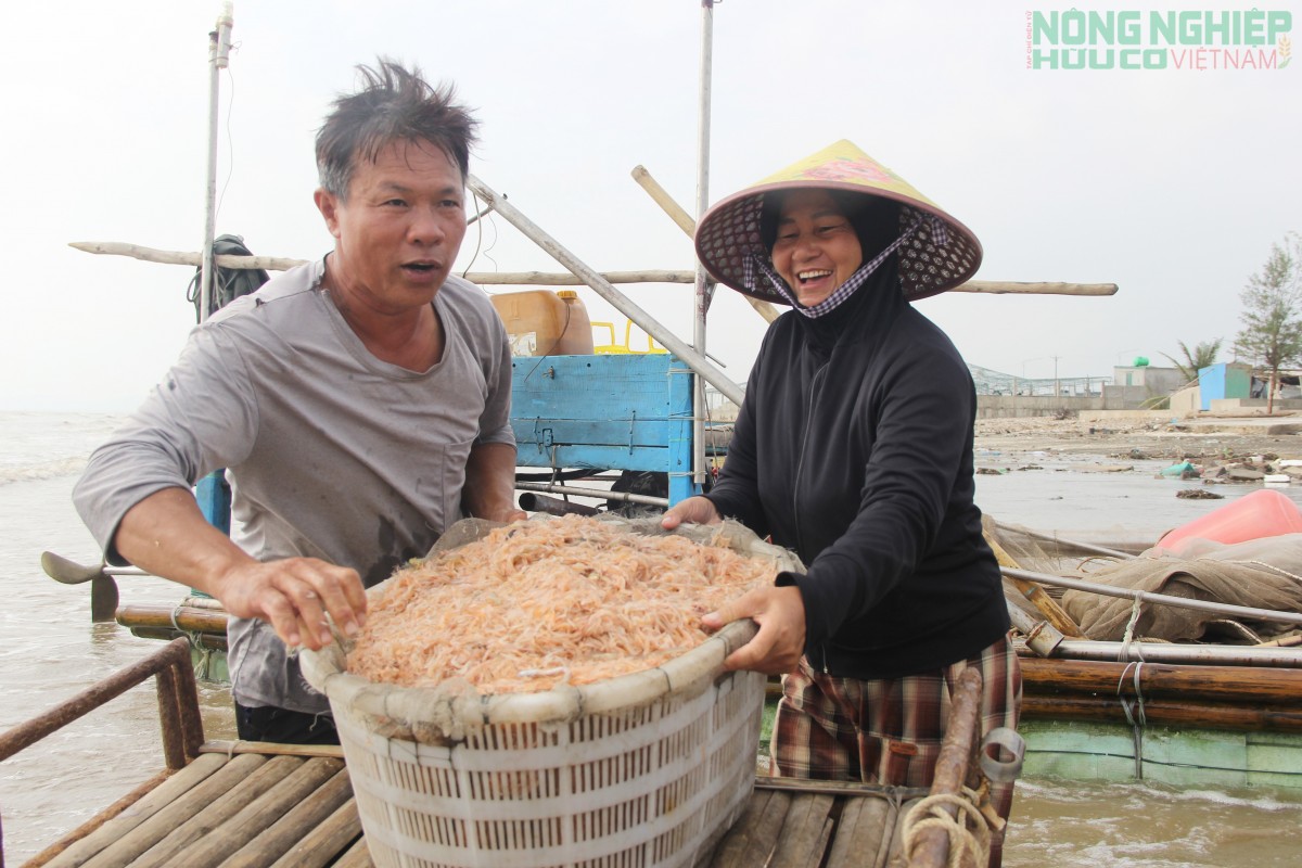 Ra khơi săn ruốc từ 3h sáng, ngư dân kiếm tiền triệu mỗi ngày