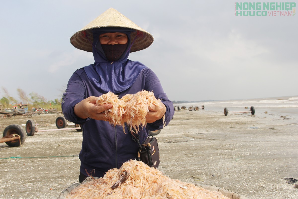 Ra khơi săn ruốc từ 3h sáng, ngư dân kiếm tiền triệu mỗi ngày