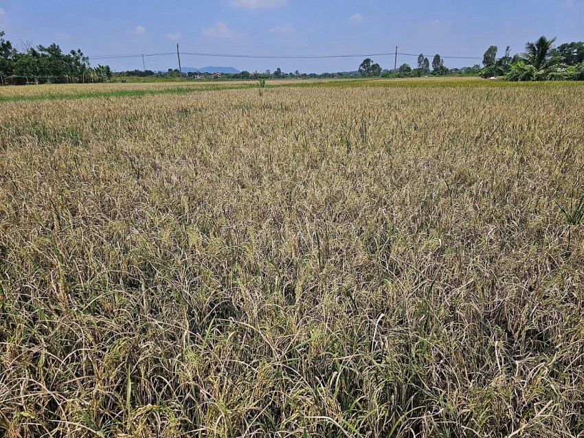 Làm thế nào để tăng độ phủ cho bảo hiểm nông nghiệp?