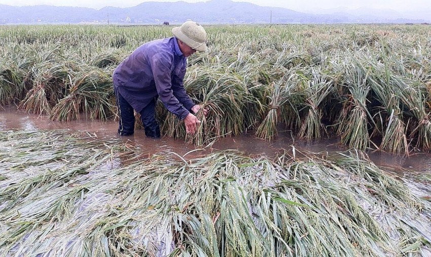 Làm thế nào để tăng độ phủ cho bảo hiểm nông nghiệp?