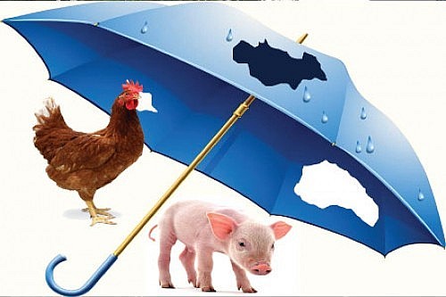 Làm thế nào để tăng độ phủ cho bảo hiểm nông nghiệp?