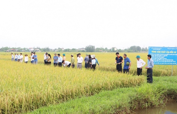 Sản xuất giảm phát thải lĩnh vực trồng trọt: Hữu cơ chìa khóa phát triển nông nghiệp bền vững