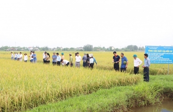 san xuat giam phat thai linh vuc trong trot huu co chia khoa phat trien nong nghiep ben vung
