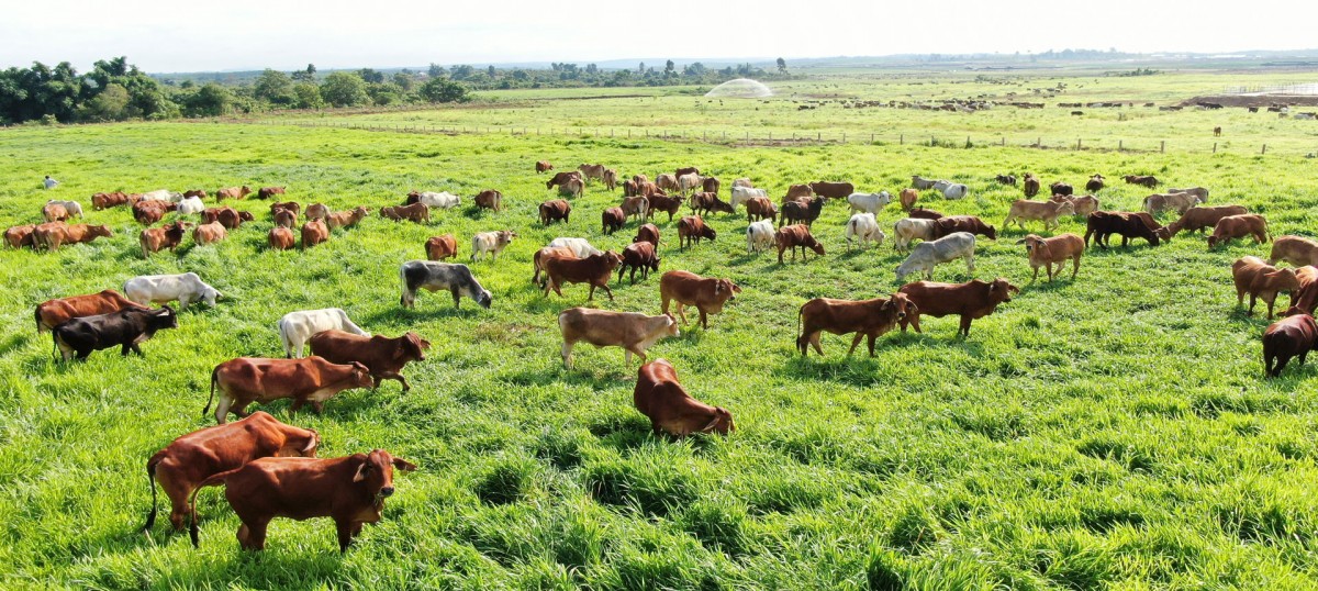 An toàn sinh học: “Khóa chặt” rủi ro dịch bệnh để giữ nhịp tăng trưởng chăn nuôi