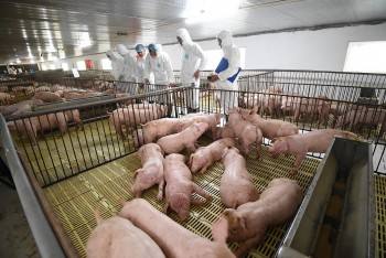 An toàn sinh học: “Khóa chặt” rủi ro dịch bệnh để giữ nhịp tăng trưởng chăn nuôi