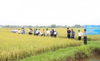 Sản xuất giảm phát thải lĩnh vực trồng trọt: Hữu cơ chìa khóa phát triển nông nghiệp bền vững