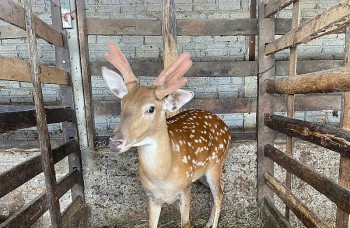 Hà Tĩnh: Thành công với chương trình giảm nghèo bền vững