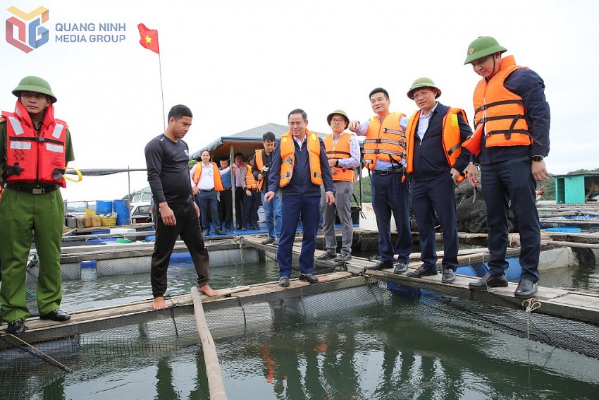 Phó Chủ tịch UBND tỉnh kiểm tra mô hình nuôi cá tại vùng nuôi biển tập trung xã Đầm Hà. Ảnh:QMG