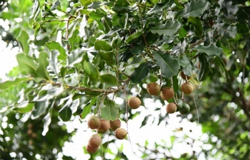 Nâng cao năng suất và phòng trừ sâu bệnh hại trên cây mắc ca theo hướng sinh học Nâng cao năng suất và phòng trừ sâu bệnh hại trên cây mắc ca theo hướng sinh học