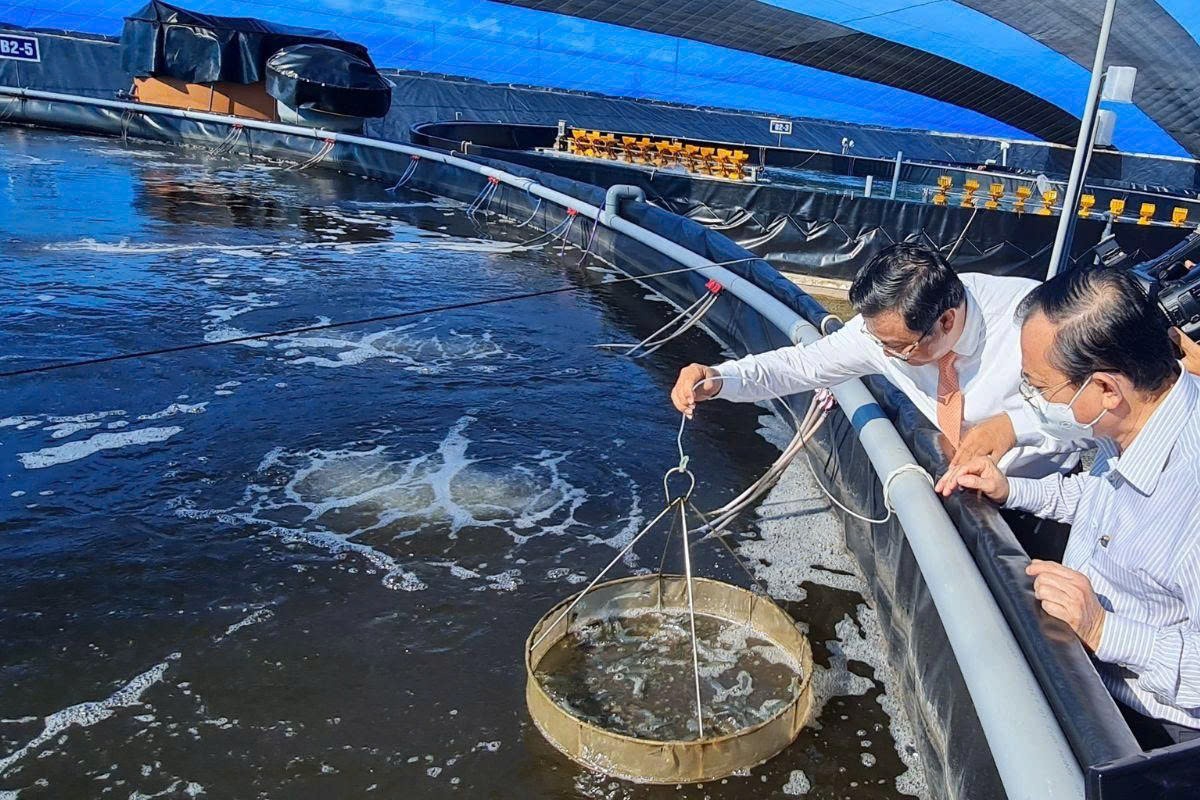 Nhân rộng mô hình nuôi tôm tuần hoàn: Hướng đi bền vững cho “thủ phủ tôm” Việt Nam