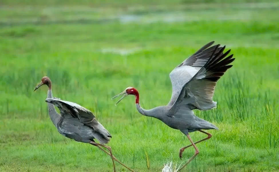 Đồng Tháp thành lập Tổ phục hồi hệ sinh thái: Quyết tâm đưa Sếu đầu đỏ trở lại Tràm Chim