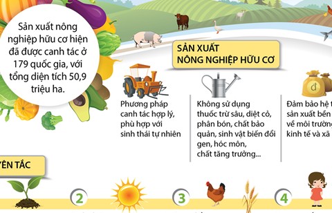 Nguyên tắc về sự công bằng: Xây dựng một hệ thống bền vững và nhân văn trong sản xuất hữu cơ