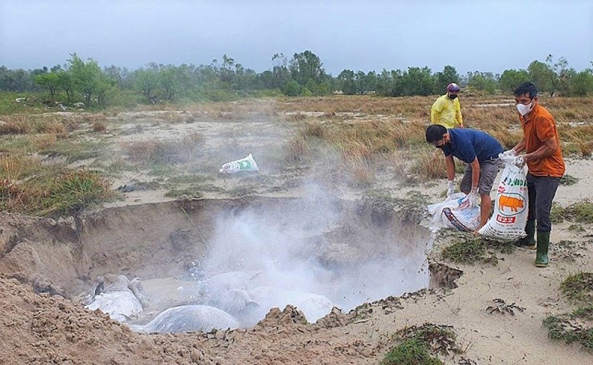 Bị xử phạt 5 triệu đồng vì vứt lợn nghi mắc dịch tả lợn Châu Phi ra môi trường