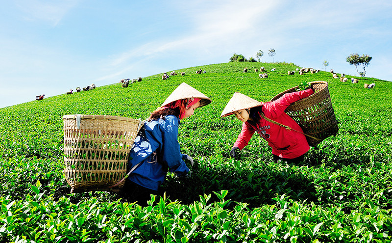 Nguyên tắc về sự cẩn trọng trong nông nghiệp hữu cơ: Tiên liệu và trách nhiệm với tương lai Nguyên tắc về sự cẩn trọng trong nông nghiệp hữu cơ: Tiên liệu và trách nhiệm với tương lai
