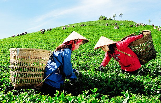 Nguyên tắc về sự cẩn trọng trong nông nghiệp hữu cơ: Tiên liệu và trách nhiệm với tương lai Nguyên tắc về sự cẩn trọng trong nông nghiệp hữu cơ: Tiên liệu và trách nhiệm với tương lai