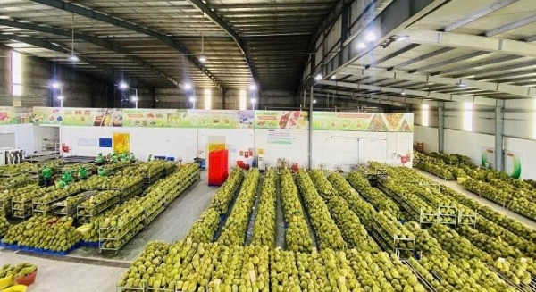 Đắk Lắk phát cảnh báo khẩn: Gần 2.000 container sầu riêng ùn ứ, nguy cơ đứt gãy chuỗi cung ứng xuất khẩu Đắk Lắk phát cảnh báo khẩn: Gần 2.000 container sầu riêng ùn ứ, nguy cơ đứt gãy chuỗi cung ứng xuất khẩu