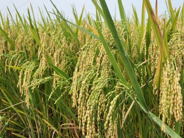 Nghệ An đẩy mạnh các giải pháp giảm phát thải trong nông nghiệp Nghệ An đẩy mạnh các giải pháp giảm phát thải trong nông nghiệp