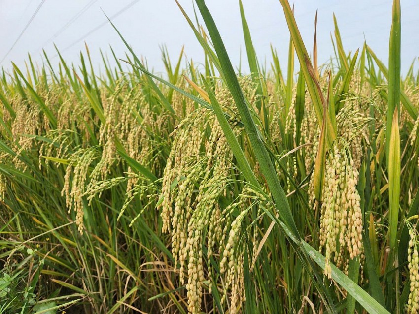 Nghệ An đẩy mạnh các giải pháp giảm phát thải trong nông nghiệp Nghệ An đẩy mạnh các giải pháp giảm phát thải trong nông nghiệp
