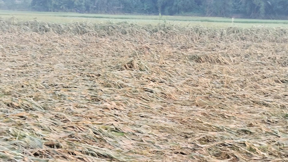 Mầm sống hồi sinh sau lũ dữ - Kỳ cuối: Tạo nguồn lực cho sản xuất, ổn định sinh kế người dân Mầm sống hồi sinh sau lũ dữ - Kỳ cuối: Tạo nguồn lực cho sản xuất, ổn định sinh kế người dân