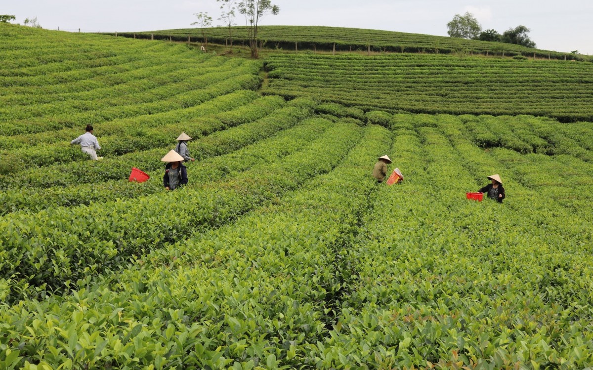 Ứng dụng công nghệ để nâng cao chất lượng nông sản xứ Nghệ Ứng dụng công nghệ để nâng cao chất lượng nông sản xứ Nghệ