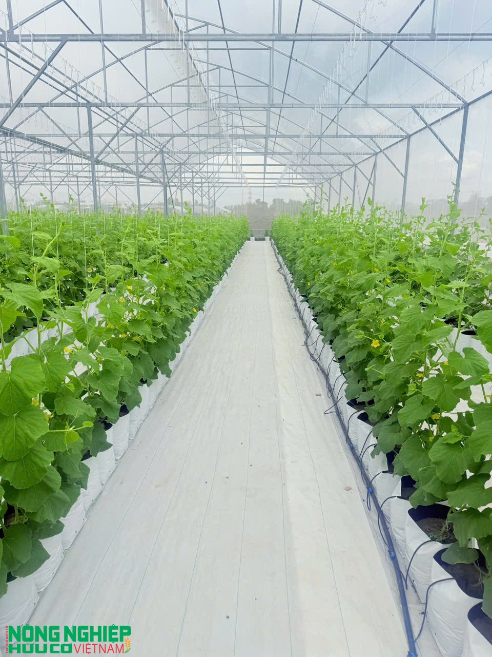 Nông sản hữu cơ ngày càng được quan tâm tại thị trường Hải Phòng Nông sản hữu cơ ngày càng được quan tâm tại thị trường Hải Phòng