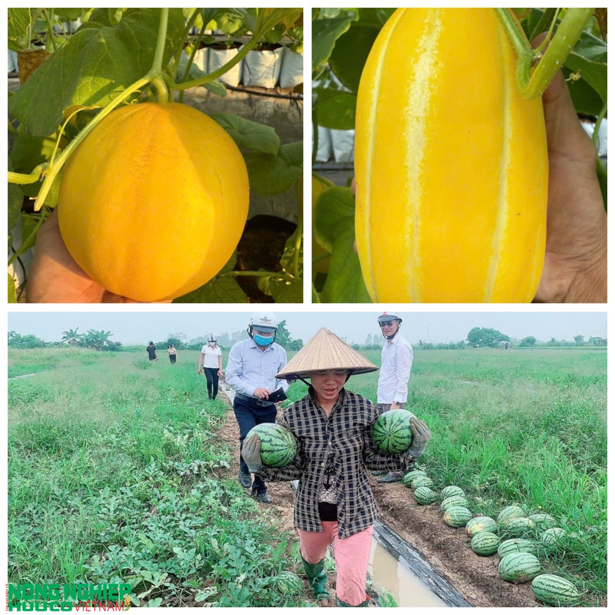 Nông sản hữu cơ ngày càng được quan tâm tại thị trường Hải Phòng Nông sản hữu cơ ngày càng được quan tâm tại thị trường Hải Phòng