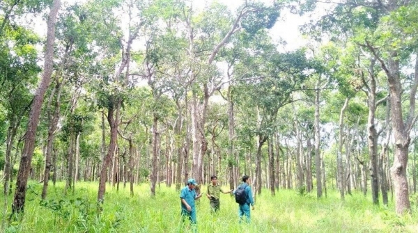 Lâm Đồng triển khai Quy chế phối hợp trong công tác quản lý, bảo vệ rừng và đất lâm nghiệp Lâm Đồng triển khai Quy chế phối hợp trong công tác quản lý, bảo vệ rừng và đất lâm nghiệp