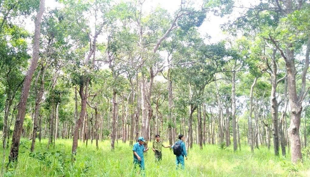 Kiểm tra dự án quản lý, bảo vệ rừng của Công ty TNHH Xây dựng và Thương mại Đỉnh Thuận