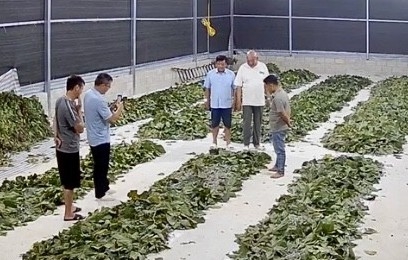 Hợp tác xã vùng biên khởi sắc từ cây dâu, con tằm Hợp tác xã vùng biên khởi sắc từ cây dâu, con tằm