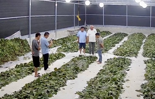 Hợp tác xã vùng biên khởi sắc từ cây dâu, con tằm Hợp tác xã vùng biên khởi sắc từ cây dâu, con tằm