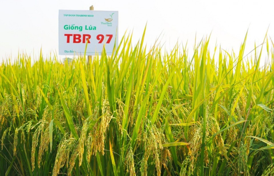 Một giống lúa mới đầy hứa hẹn Một giống lúa mới đầy hứa hẹn