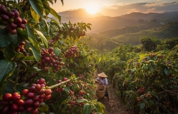 Thị trường cà phê điều chỉnh mạnh sau 5 tuần tăng giá, áp lực chốt lời gia tăng