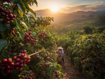 Thị trường cà phê điều chỉnh mạnh sau 5 tuần tăng giá, áp lực chốt lời gia tăng