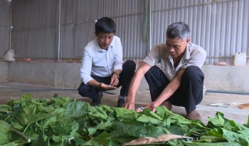 Lâm Đồng: Kinh tế nông nghiệp xã Quảng Tân phát triển theo hướng hàng hóa, hiện đại và bền vững