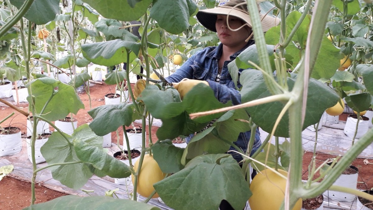 “Điểm sáng” trong phát triển nông nghiệp gắn với xây dựng nông thôn mới “Điểm sáng” trong phát triển nông nghiệp gắn với xây dựng nông thôn mới