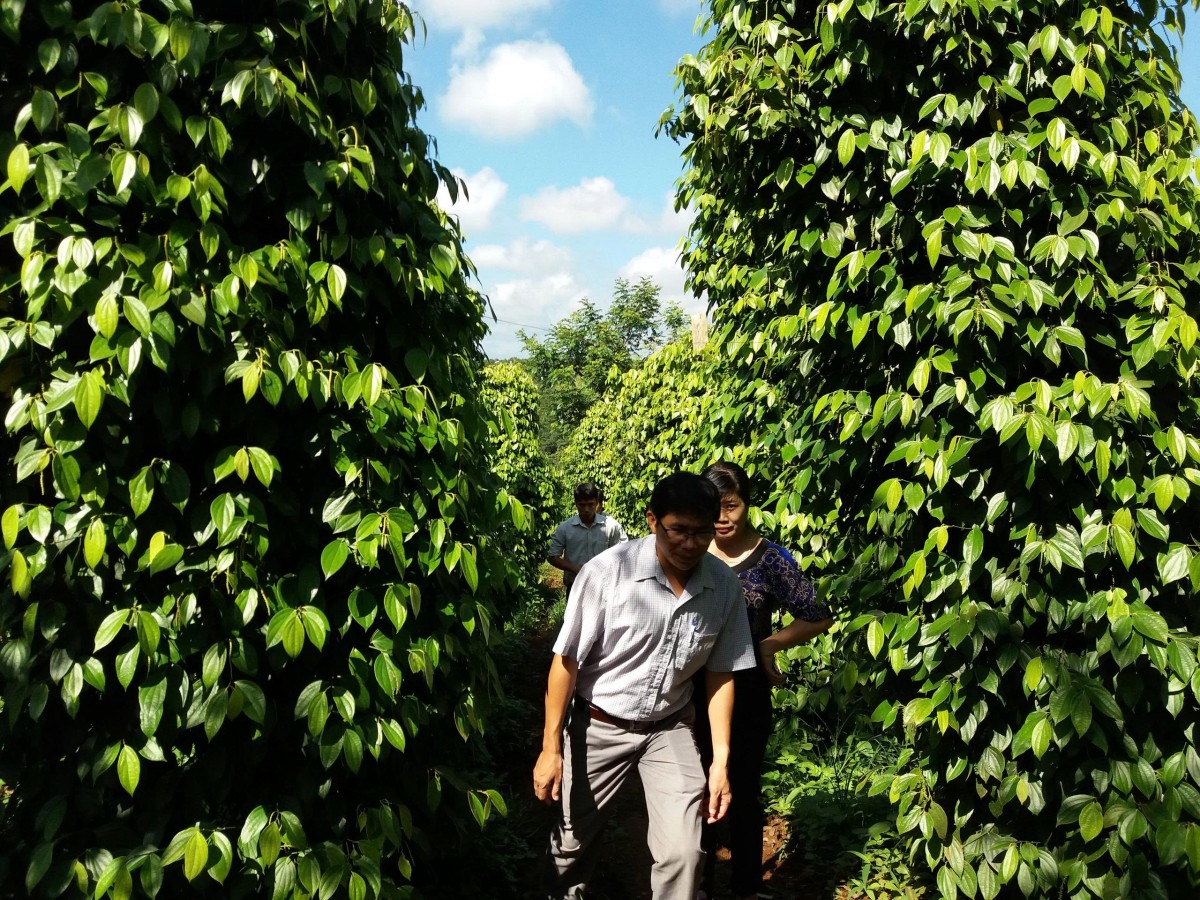 Lâm Đồng: Kinh tế nông nghiệp xã Quảng Tân phát triển theo hướng hàng hóa, hiện đại và bền vững Lâm Đồng: Kinh tế nông nghiệp xã Quảng Tân phát triển theo hướng hàng hóa, hiện đại và bền vững