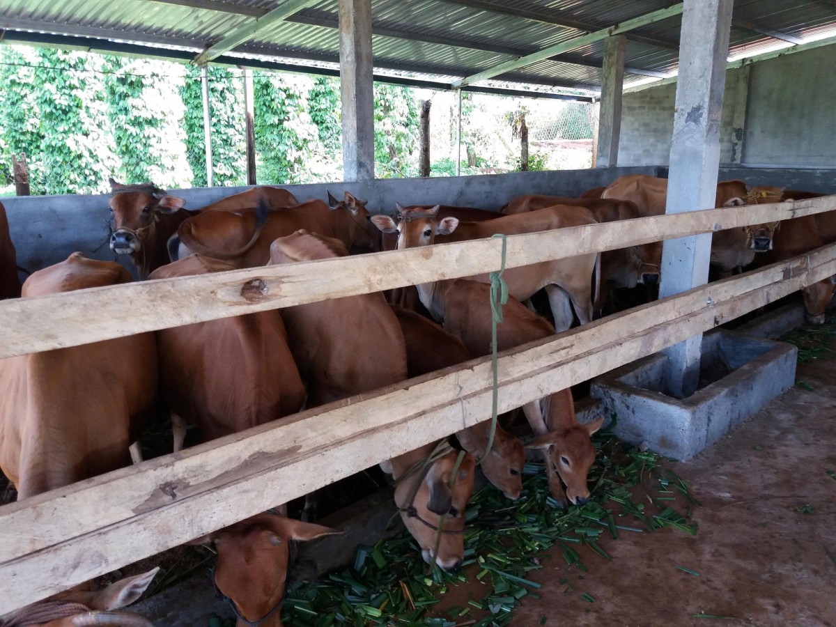 Lâm Đồng: Kinh tế nông nghiệp xã Quảng Tân phát triển theo hướng hàng hóa, hiện đại và bền vững Lâm Đồng: Kinh tế nông nghiệp xã Quảng Tân phát triển theo hướng hàng hóa, hiện đại và bền vững