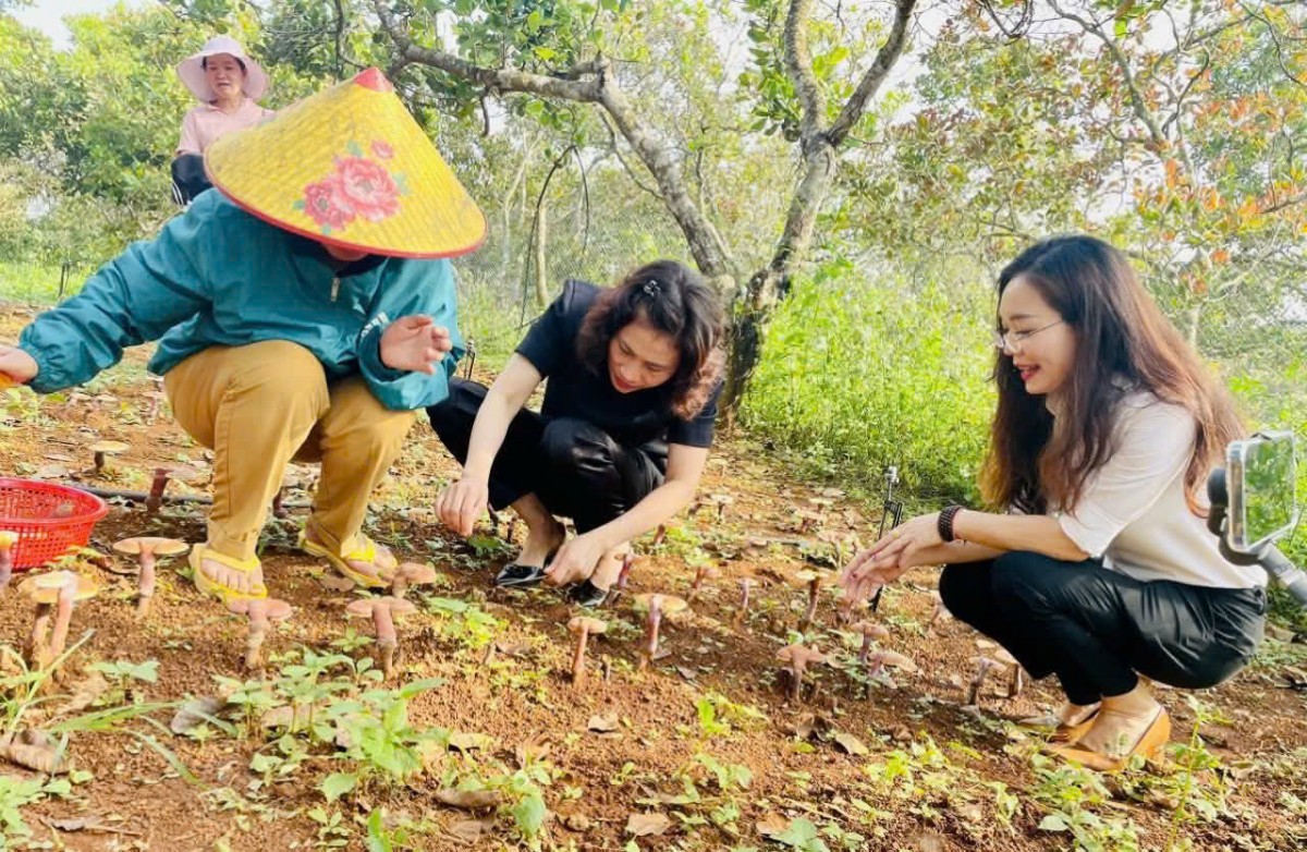 “Điểm sáng” trong phát triển nông nghiệp gắn với xây dựng nông thôn mới “Điểm sáng” trong phát triển nông nghiệp gắn với xây dựng nông thôn mới