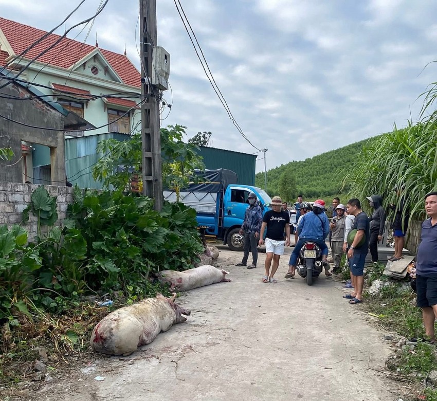 Người dân và các hộ kinh doanh đến thu mua lợn hỗ trợ cho gia đình chủ trang trại. Người dân và các hộ kinh doanh đến thu mua lợn hỗ trợ cho gia đình chủ trang trại.