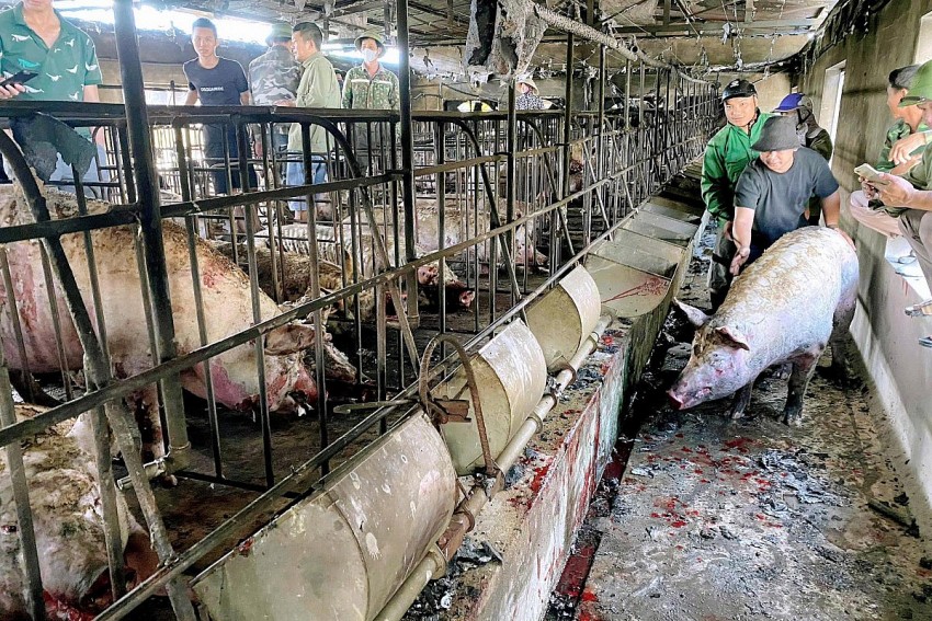 Cận cảnh trang trại lợn bị cháy. Cận cảnh trang trại lợn bị cháy.