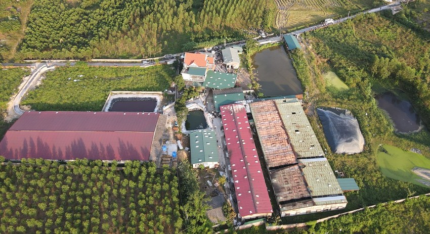 Trang trại lợn bị cháy. Trang trại lợn bị cháy.